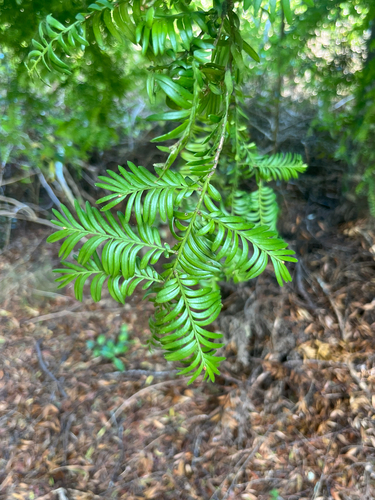 Prumnopitys ferruginea observed 2026-10-26