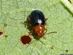 Podagrica malvae