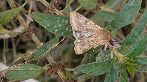 Helicoverpa zea observed 2026-10-25