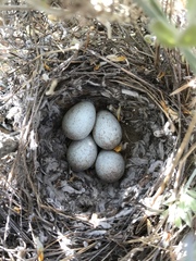 Artemisiospiza belli clementeae