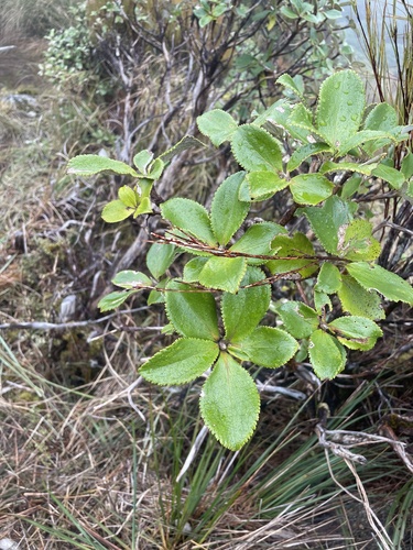Macrolearia colensoi observed 2026-10-25