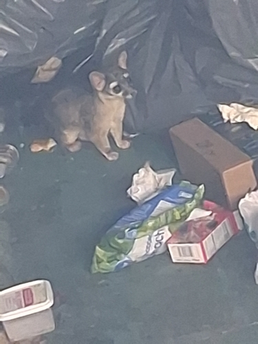 Ringtail