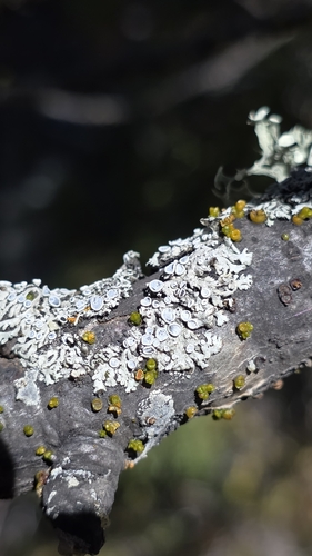 Frosted Rosette Lichen