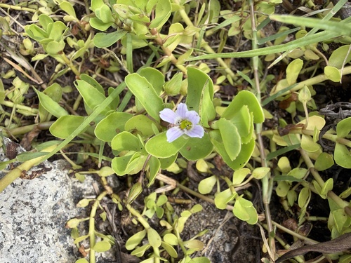 Bacopa monnieri observed 2026-10-25