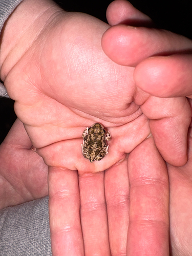 Couch's Spadefoot