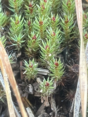 Polytrichum piliferum observed 2026-10-25