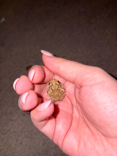 Couch's Spadefoot