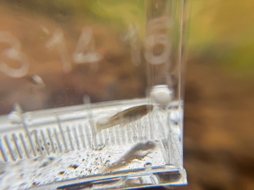 Western Mosquitofish