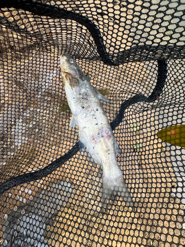 Channel Catfish