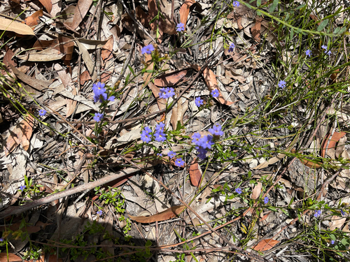 Dampiera stricta observed 2026-10-26