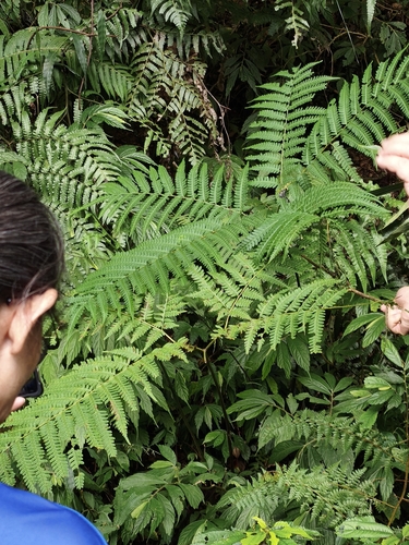 Pteris wallichiana observed 2026-10-25