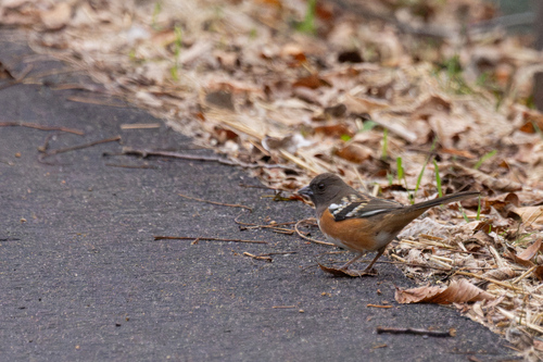 Typical Towhees