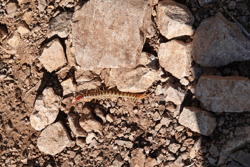 Common Desert Centipede