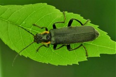 Cantharis obscura