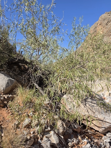 desert willow
