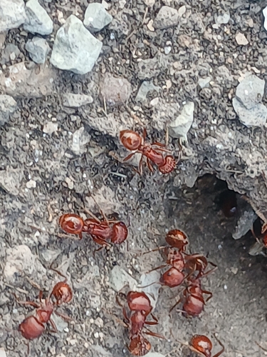 Hormiga cosechadora roja