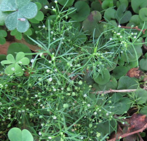 Cyclospermum leptophyllum observed 2026-10-25