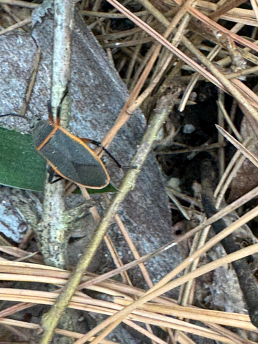 Eastern Bordered Plant Bug