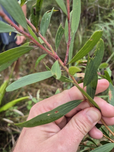 Melaleuca quinquenervia observed 2026-10-25