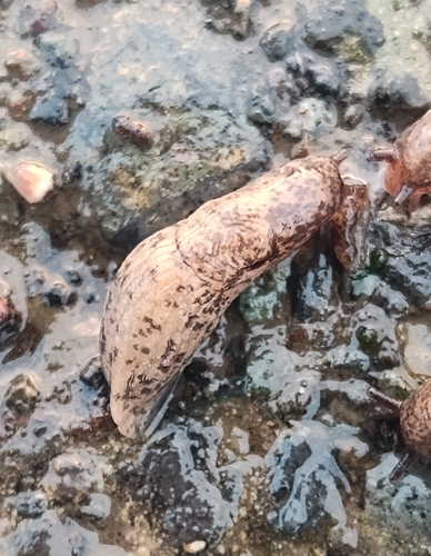 Deroceras reticulatum observed 2026-10-25