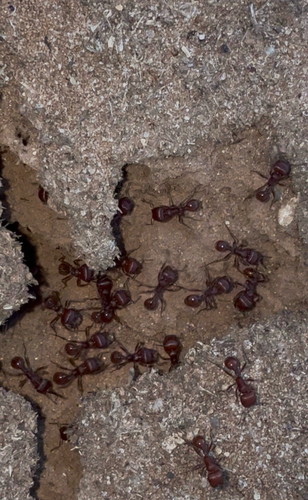 Red Harvester Ant