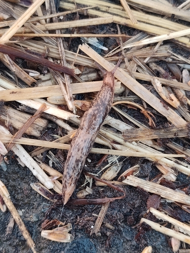 Deroceras reticulatum observed 2026-10-25