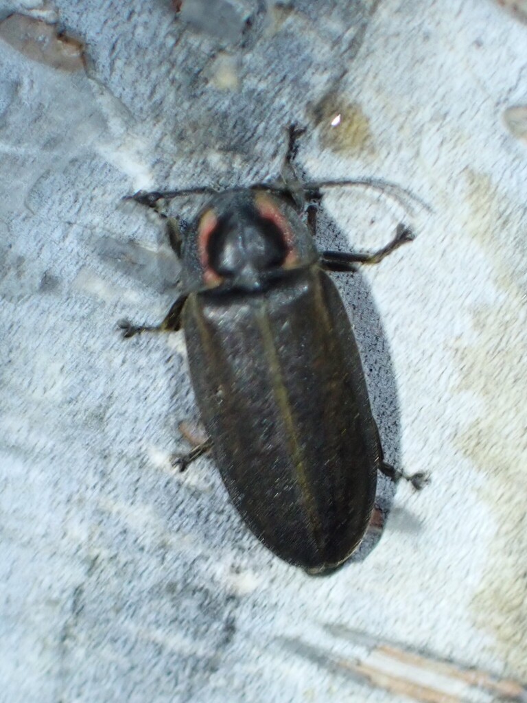 Winter Firefly