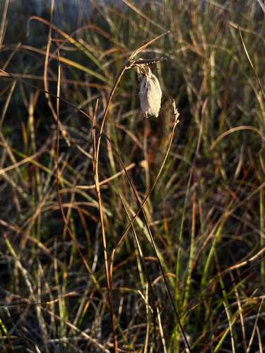 Eriophorum angustifolium observed 2026-10-10