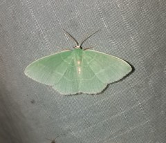 Nemoria rubrifrontaria