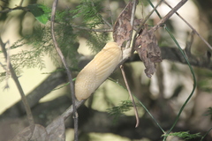 Polytoxon robustum