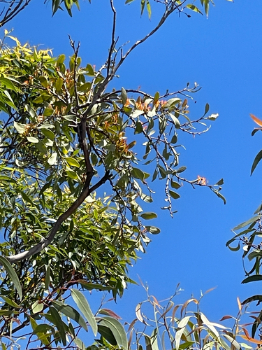 Dendrophthoe observed 2026-10-26