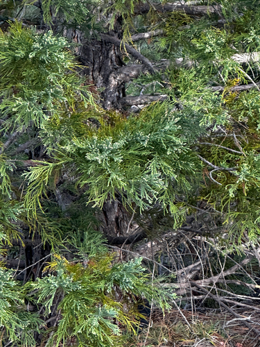 Sequoiadendron giganteum observed 2026-10-25