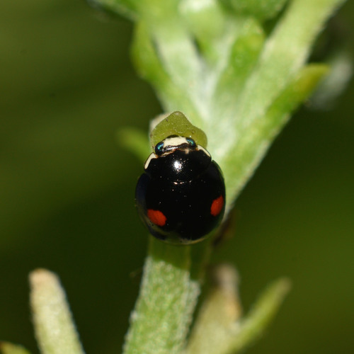 Sigil Lady Beetles