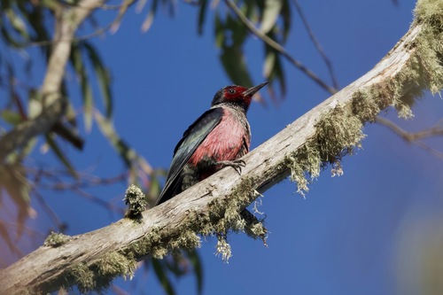 Melanerpes lewis observed 2026-10-25