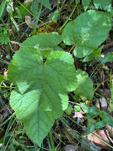 Rubus moluccanus observed 2026-10-26