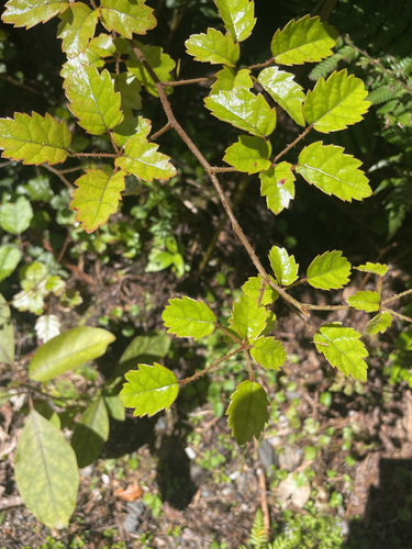 Rubus australis observed 2026-10-26