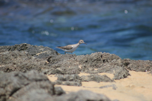 Spotted Sandpiper