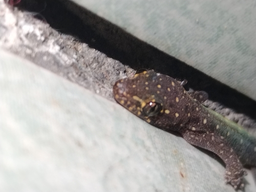 Gehyra mutilata observed 2026-10-25