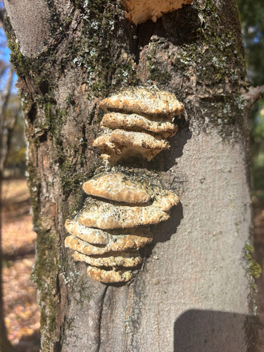 Oxyporus populinus, 2026-10-25