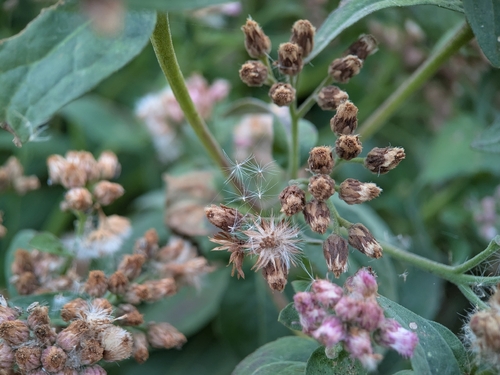 Pluchea odorata observed 2026-10-25