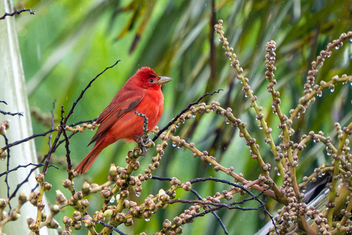 Summer Tanager