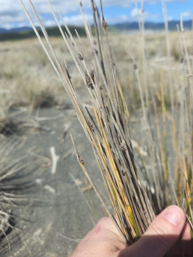 Fimbristylis observed 2026-10-26