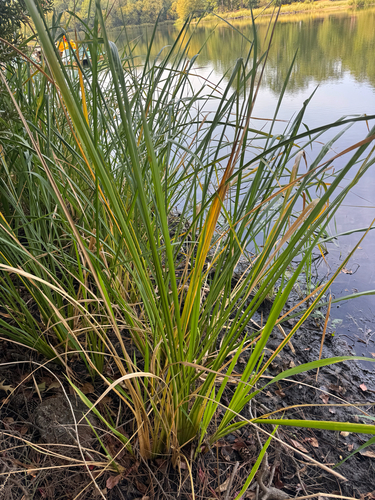 southern cattail