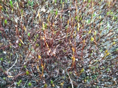 Polytrichum piliferum