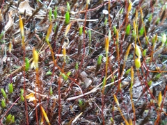 Polytrichum piliferum