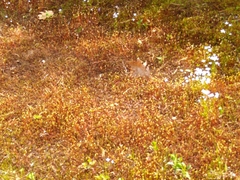 Polytrichum piliferum