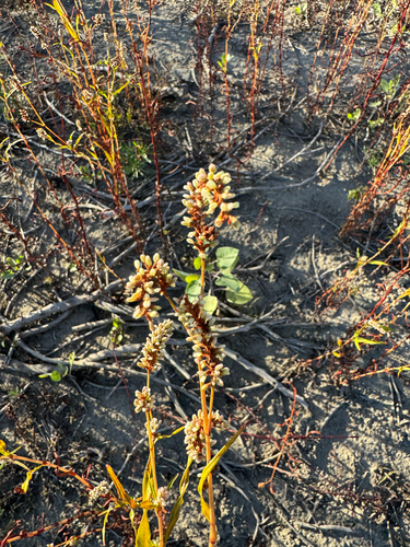 Xanthophyllum observed 2026-10-25