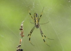 Trichonephila clavipes image