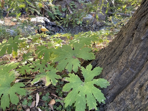 Petasites frigidus observed 2026-10-24