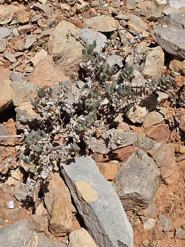 Shrubby Tiquilia